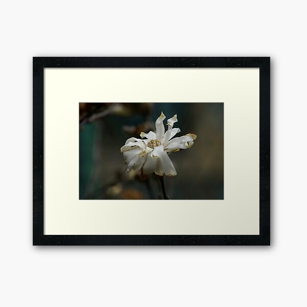 Battered Bloom (Star Magnolia) Framed Art Print