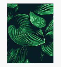 Green Leaf Photographic Print