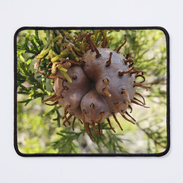 Item preview, Some Sort of Prickly Seed? designed and sold by Theophanes Avery.
