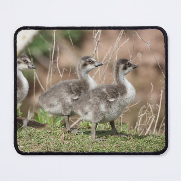 Item preview, Ne-ne Goslings designed and sold by Dorothy Thomson.