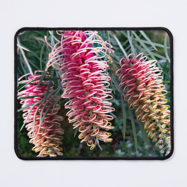 Artikelvorschau, Exotische Blumen Australien - Australische Grevillea-Blumen entworfen und verkauft von Michael van der Hoorn.