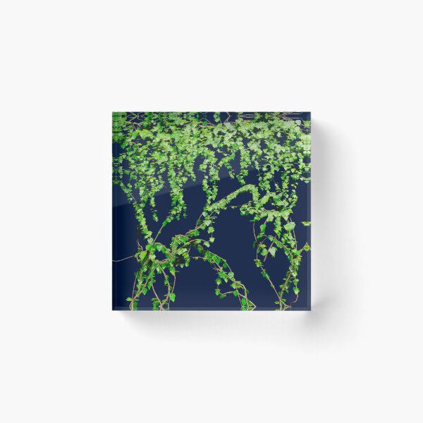 Item preview, Climbing Ivy Vine designed and sold by bradm50.