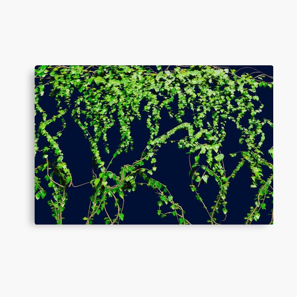 Item preview, Climbing Ivy Vine designed and sold by bradm50.