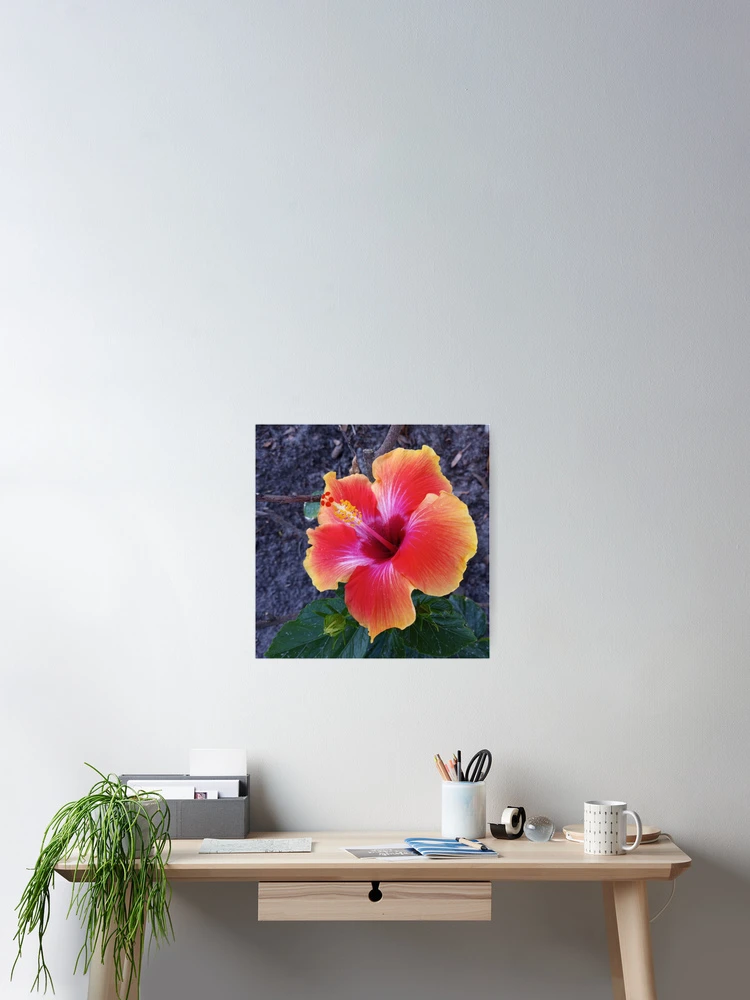 Thumbnail 2 of 3, Poster, Hibiscus Flower designed and sold by RudyYoder.