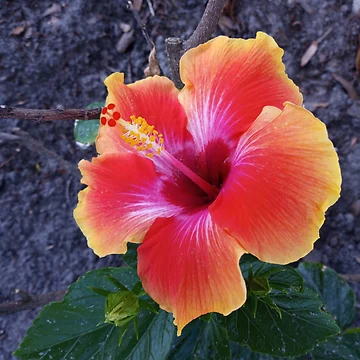 Artwork thumbnail, Hibiscus Flower  by RudyYoder