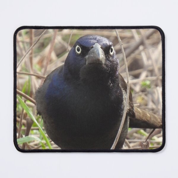 Item preview, Grumpy Grackle Framed designed and sold by TheSplitWindow.
