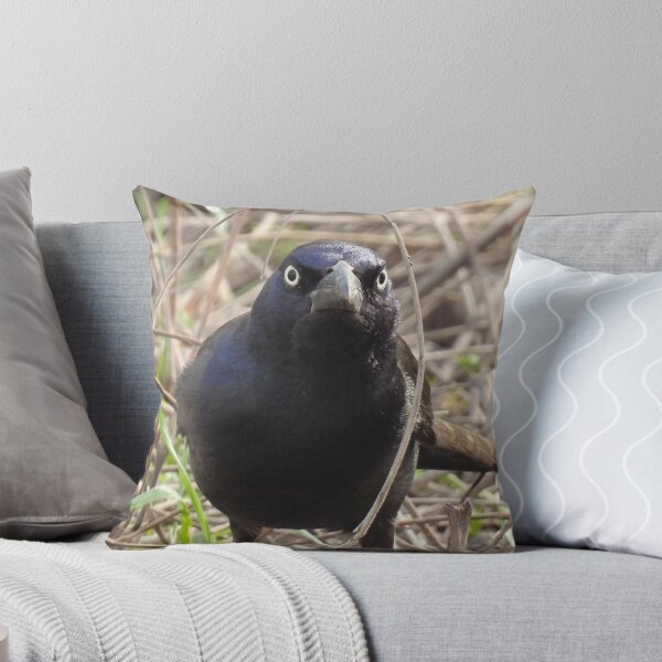 Item preview, Grumpy Grackle Framed designed and sold by TheSplitWindow.