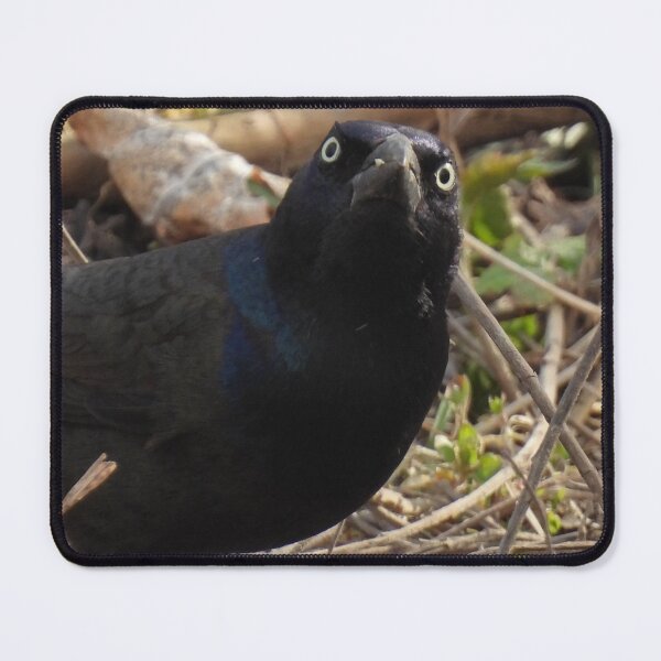 Item preview, Grumpy Grackle designed and sold by TheSplitWindow.