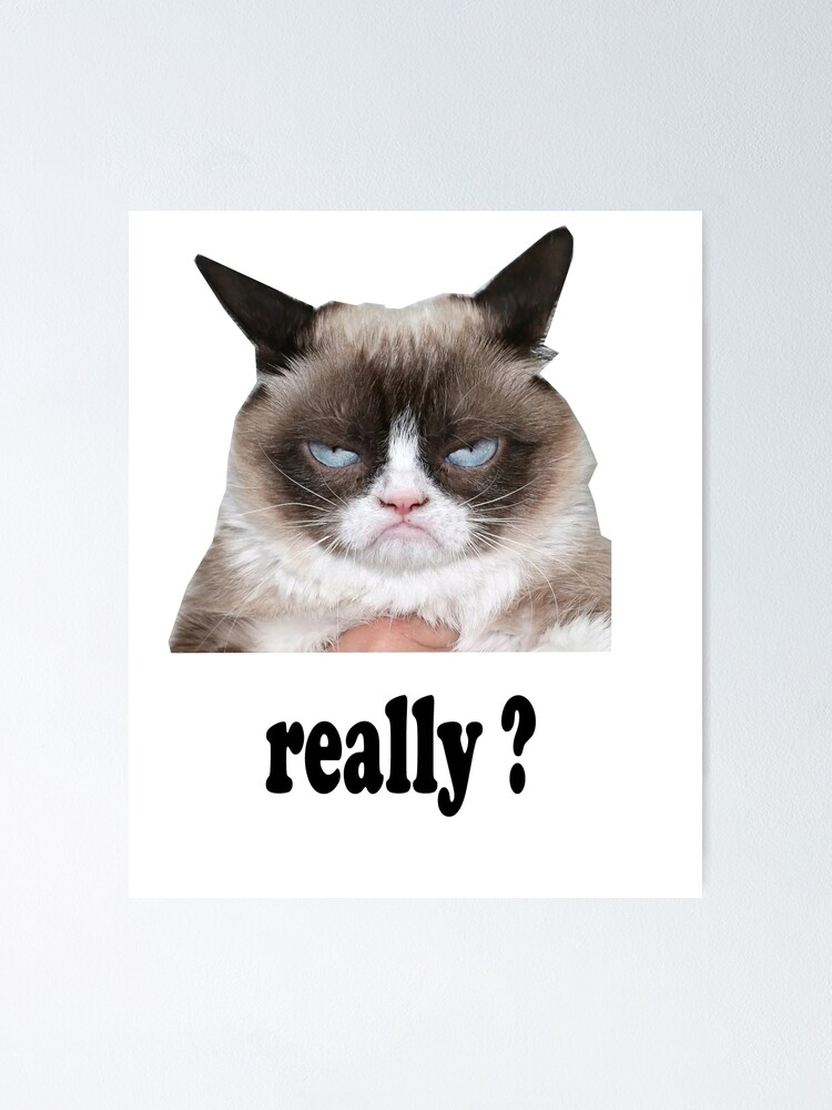 Funny Angry Cat Meme | Poster