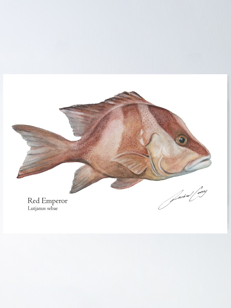 Fish Painting - Red Emperor Fish Art Watercolour. Fish Hat!Rachael Curry   Poster for Sale by RachaelCurryArt