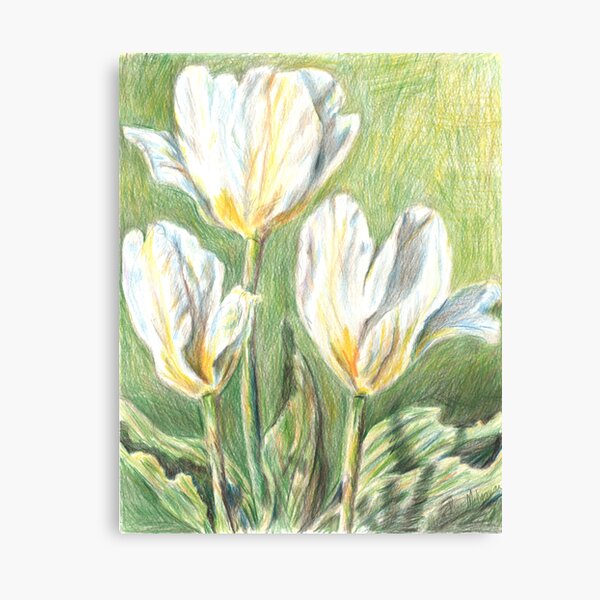 Tulip Trio Canvas Print