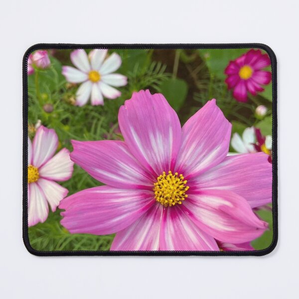 Item preview, Gorgeous pink cosmos designed and sold by Trianglegreen.