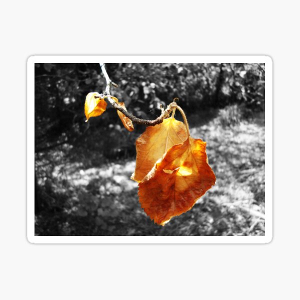 Golden Leaf Sticker