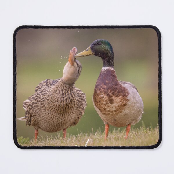 Item preview, Giss-A-Kiss - A beautiful pair of Mallards sharing a moment in the morning sun! designed and sold by PhotographMassa.