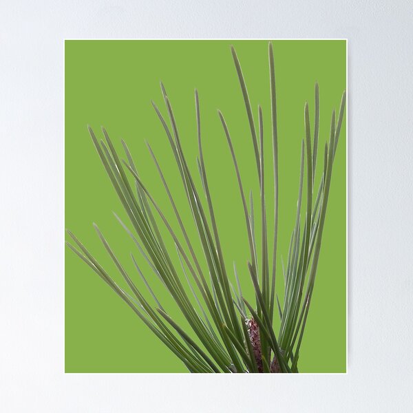Item preview, Pine needle designed and sold by Robert Elfferich.
