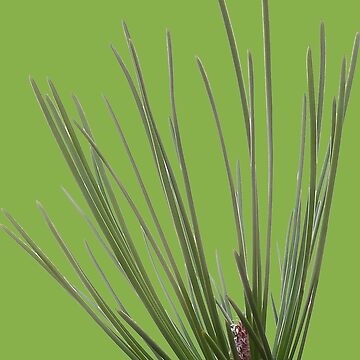 Artwork thumbnail, Pine needle by Robert Elfferich