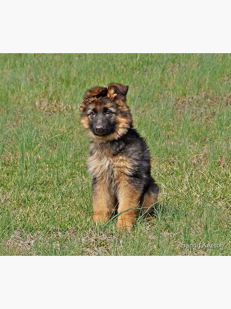 halo german shepherds