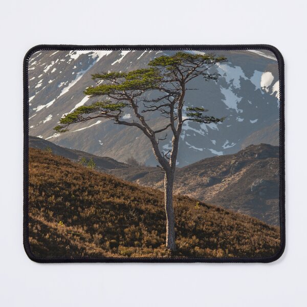 Item preview, Lone Tree, Glen Affric designed and sold by KGrainger-Photo.
