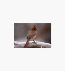 Cardinal in the cold Art Board