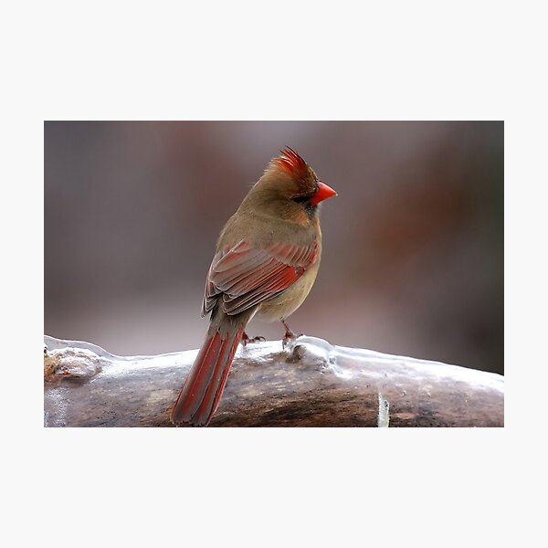 Cardinal in the cold Photographic Print