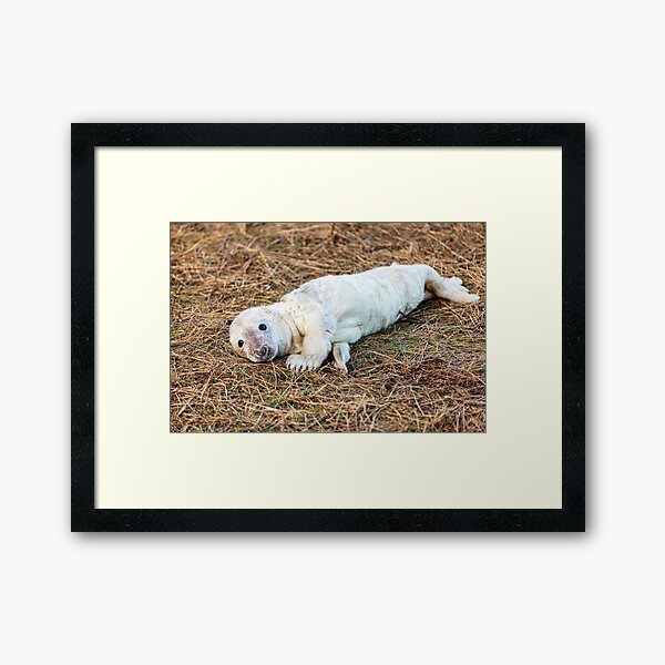 Item preview, Bébé phoque gris nouveau-né designed and sold by Paul Thompson Photography.