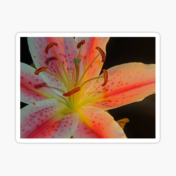 Exotic Sticker