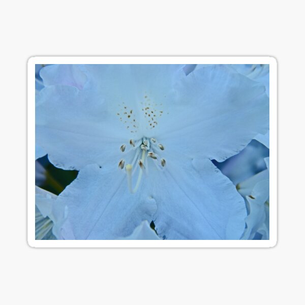 Delicate Sticker