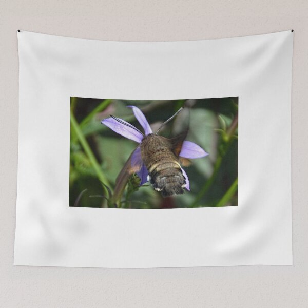 Item preview, Humming bird Hawk Moth. Sidmouth Devon UK designed and sold by lynn carter.