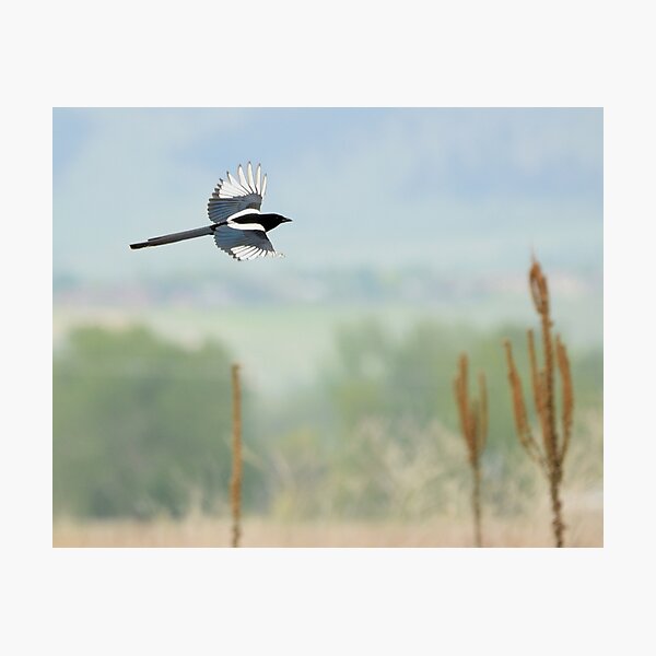 Magpie Over Field Photographic Print