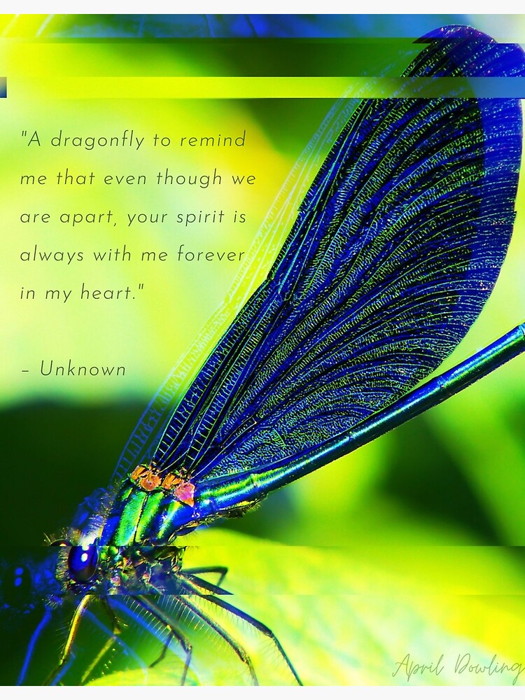 Dragonfly's Message by Risingphx