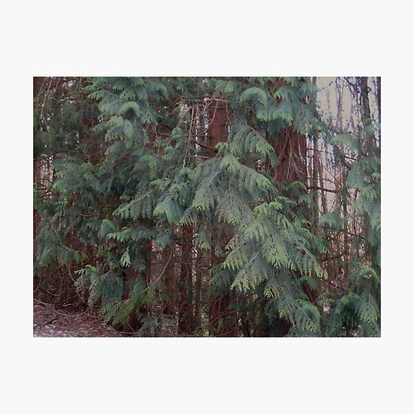 Forest Photographic Print