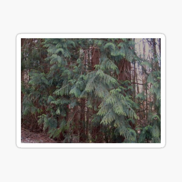Forest Sticker