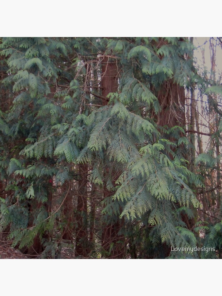 Forest by Lovemydesigns