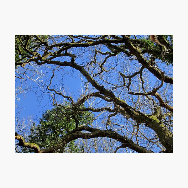 Forest Photographic Print