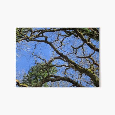 Forest Art Board Print