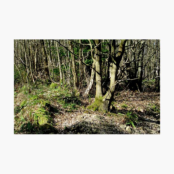Forest Photographic Print