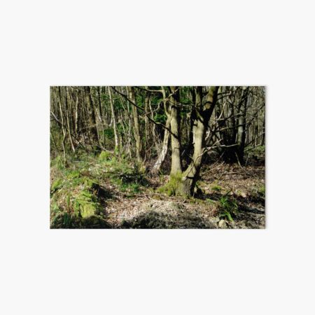 Forest Art Board Print