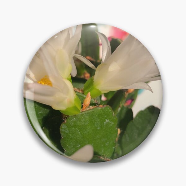 Item preview, White Easter cactus in the golden hour  designed and sold by FlowersAndMore.