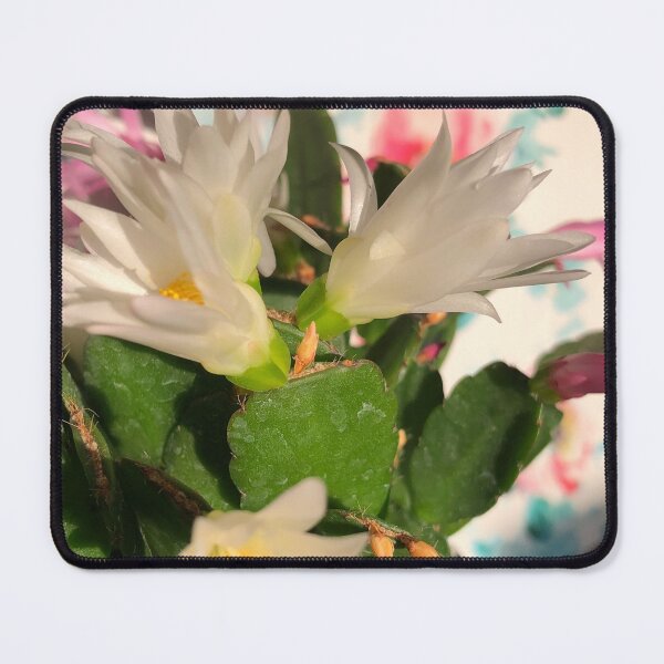 Item preview, White Easter cactus in the golden hour  designed and sold by FlowersAndMore.