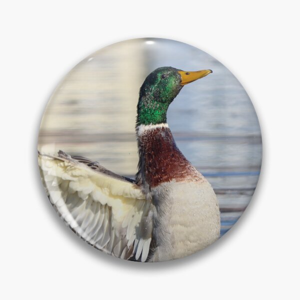 Item preview, Mallard wing flap designed and sold by GreyFeatherPhot.