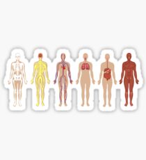 The Human Body Systems Sticker
