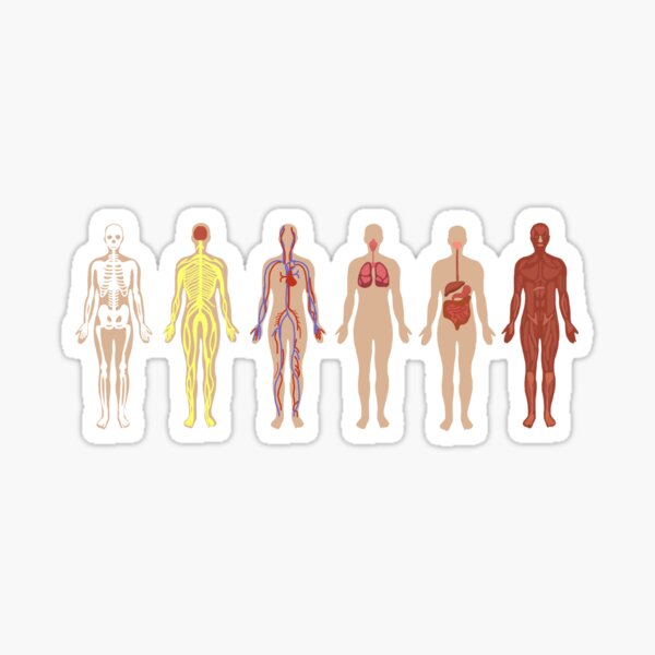 The Human Body Systems Sticker