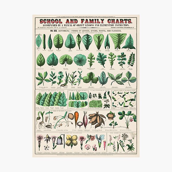 Impression photo « Fiches scolaires et familiales, n° XIX. Botanique ...