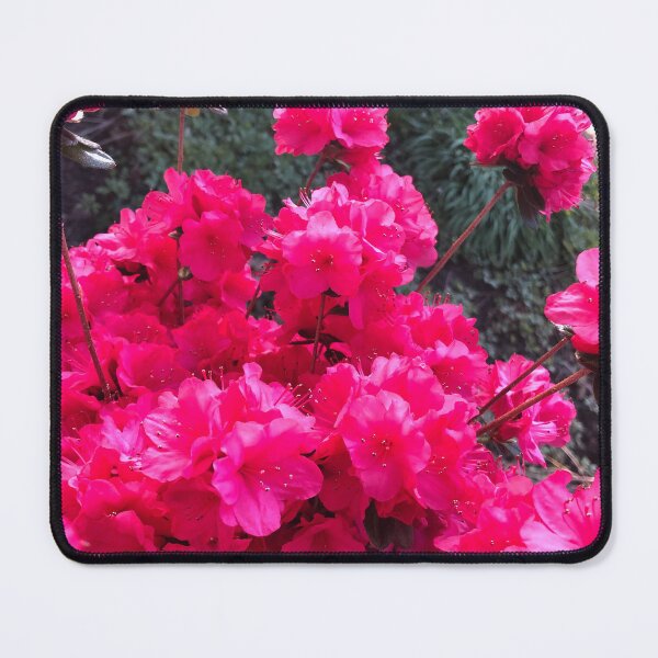 Item preview, Bright pink azalea flowers  designed and sold by FlowersAndMore.