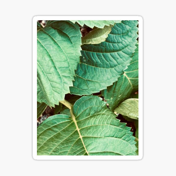 Botanical Leaves Sticker