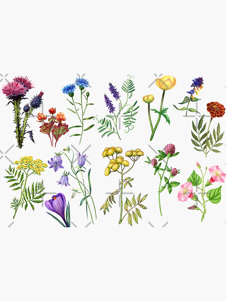Watercolor Elegant Flowers  Sticker for Sale by silviaol