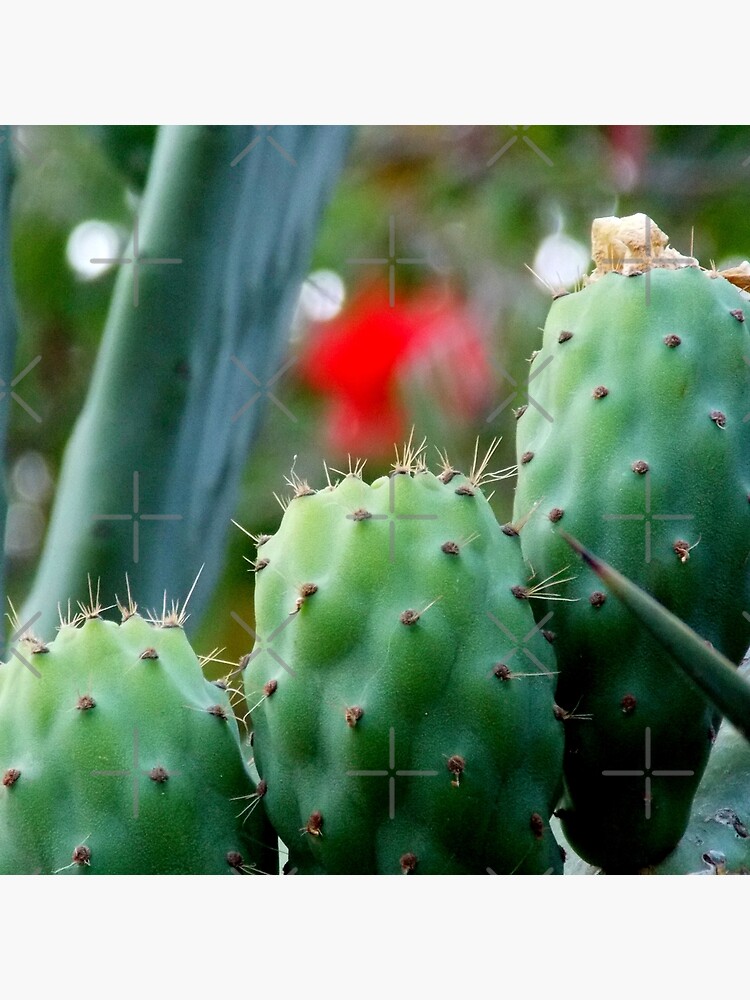 "Cacti Closeup , Prickly Pear Cactus, Closeup View of Green Cacti Leaves " Poster for Sale by