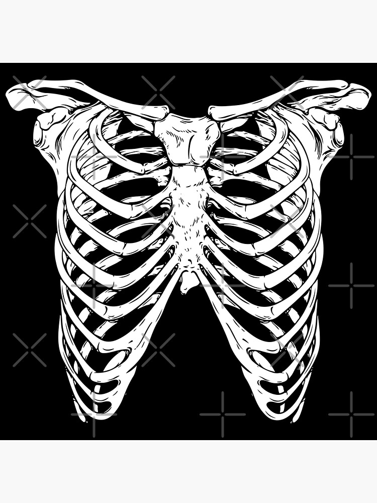 "Human RibCage" Poster for Sale by IVTtech Biology Diagrams