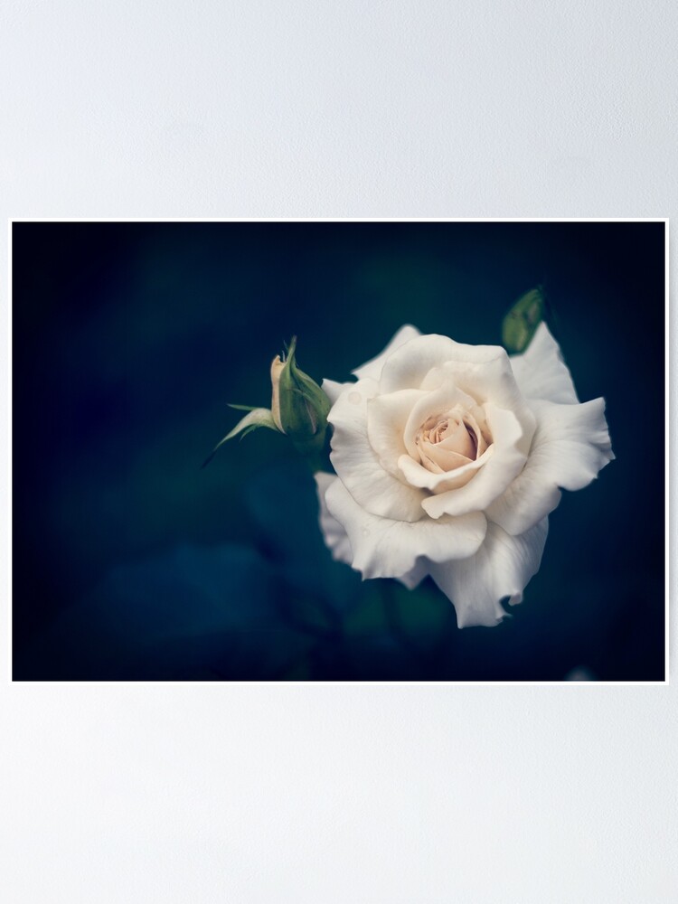 Poster « Belle rose blanche avec des bourgeons sur un fond bleu foncé »,  par Veronika2V | Redbubble