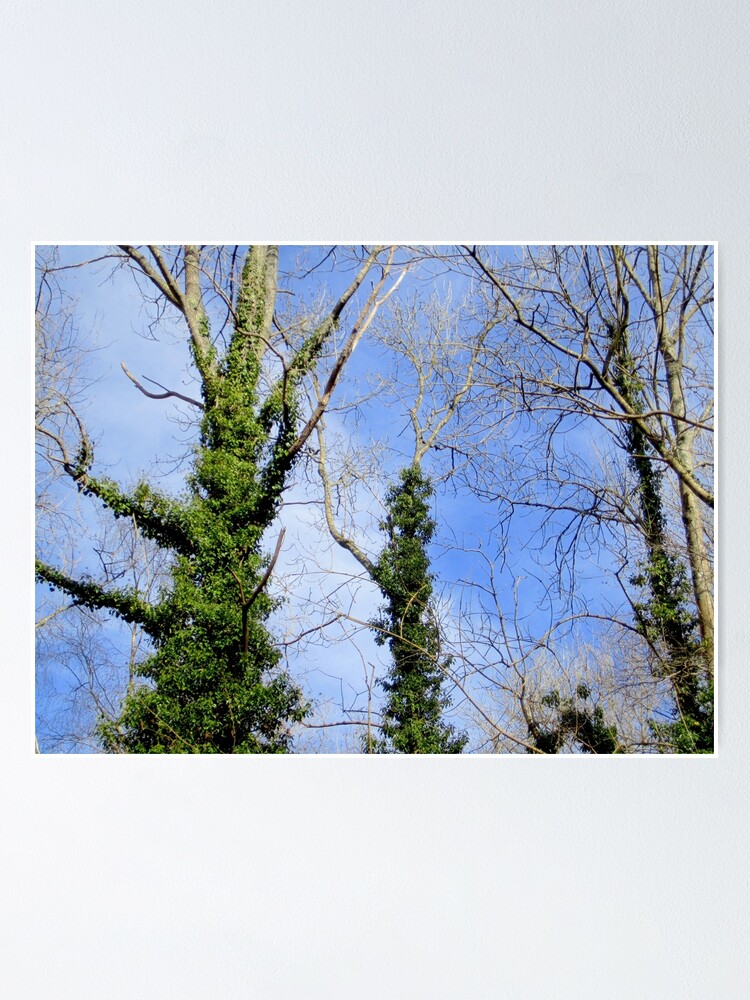 Alternate view of Forest Poster